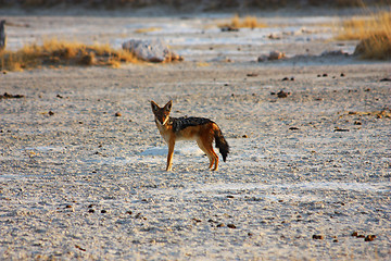 Image showing Jackal in the desert