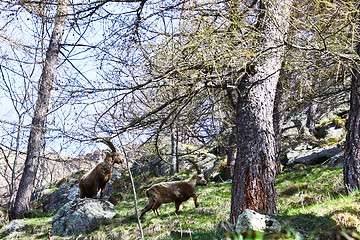 Image showing Capra Ibex - Italy