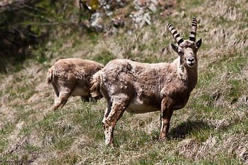 Image showing Capra Ibex - Italian Alps