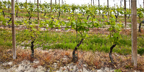 Image showing Barbera vineyard - Italy