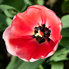 Image showing Spring tulips impregnated by the sun