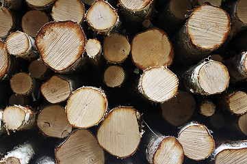 Image showing Log pile