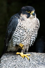 Image showing Falcon