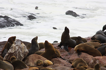 Image showing Brown Fur Seal (Arctocephalus pusillus)