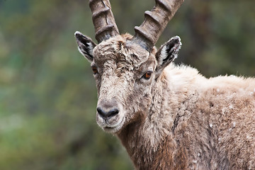 Image showing Capra Ibex - Italian Alps