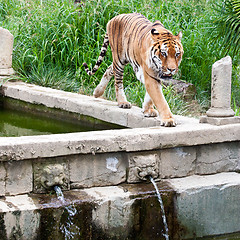 Image showing Danger: hungry tiger