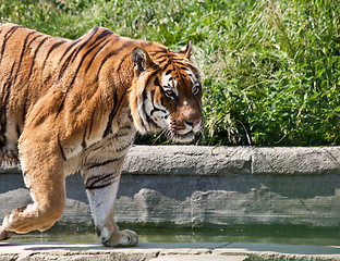 Image showing Walking tiger (Panthera Tigris)