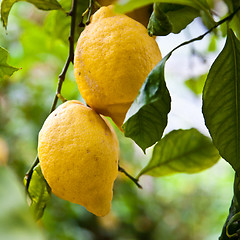 Image showing Lemon