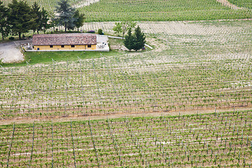 Image showing Barbera vineyard - Italy