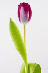 Image showing Tulip isolated
