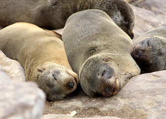 Image showing  seals