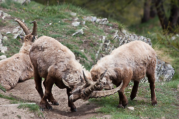 Image showing Capra Ibex - Italian Alps