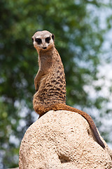 Image showing Suricata suricatta