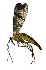 Image showing Wasp