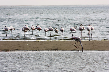 Image showing Phoenicopterus roseus