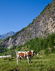 Image showing Cows and Italian Alps