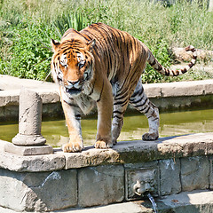 Image showing Walking tiger (Panthera Tigris)