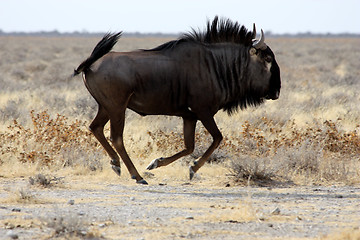 Image showing  gnu