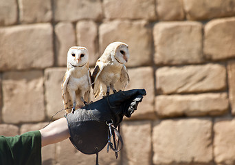 Image showing Barn Owl (Tyto Alba)