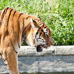 Image showing Walking tiger (Panthera Tigris)