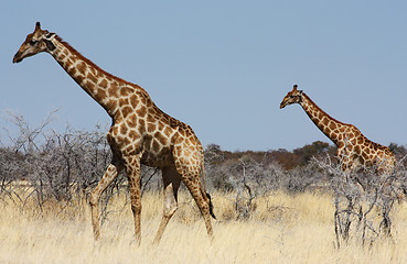 Image showing Group of giraffes
