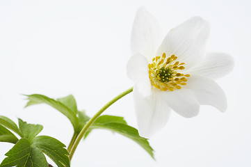 Image showing Isolated white flower