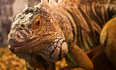 Image showing Green Iguana