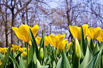 Image showing Tulips - Golden varietie