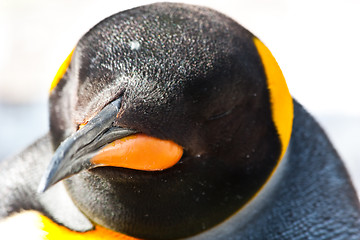 Image showing King Penguin