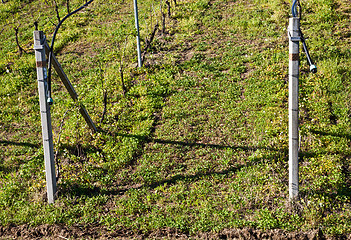 Image showing Vineyard irrigation system