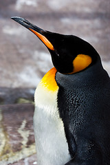 Image showing King Penguin