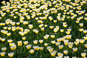 Image showing Tulips - Jaap Groot varieties