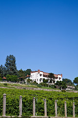 Image showing Italian charming villa in vineyard