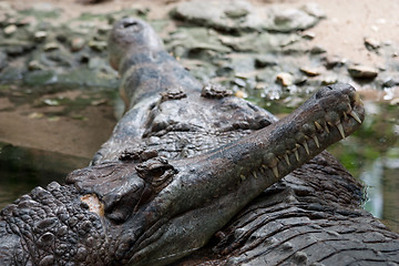 Image showing Crocodylidae