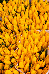 Image showing Amsterdam flowers market