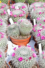 Image showing Cactus plant