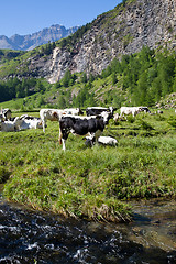 Image showing Cows and Italian Alps