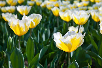 Image showing Tulips - Jaap Groot varieties