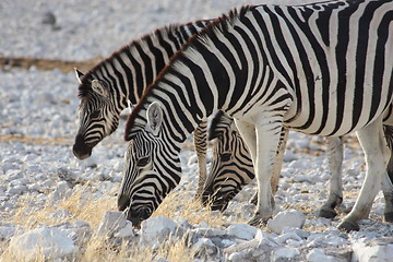 Image showing  zebra