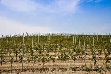 Image showing Barbera vineyard - Italy