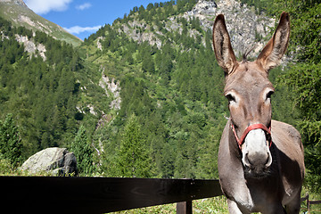 Image showing Donkey close up