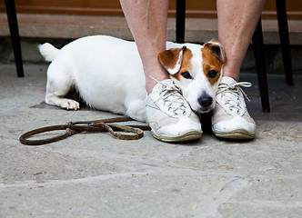 Image showing Cute dog looking for protection