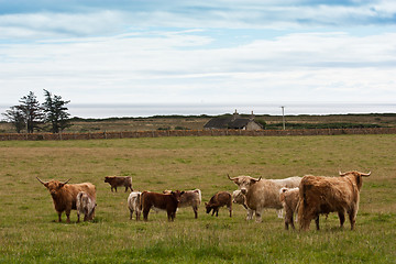 Image showing Group of Angus calfs