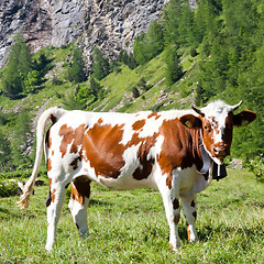 Image showing Cows and Italian Alps