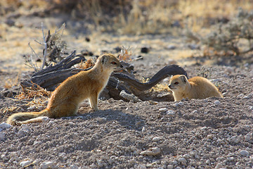 Image showing Yellow Mongoose (Cynictis penicillata)