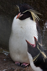 Image showing Rockhopper Penguin