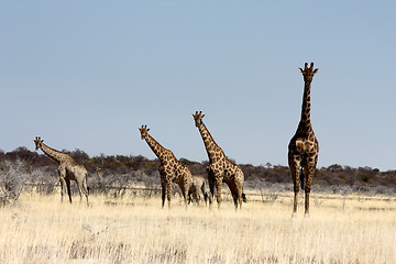 Image showing  giraffe