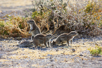 Image showing Cape Ground Squirrel (Xerus inauris)