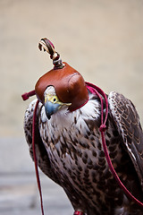 Image showing Blinded hawk
