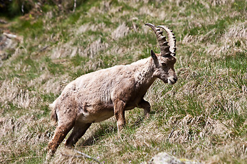 Image showing Capra Ibex - Italian Alps